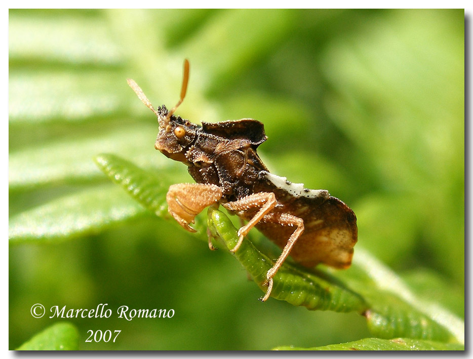 Strano Reduviidae fotografato sui Nebrodi: Phymata crassipes